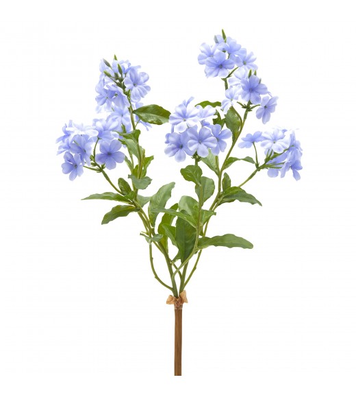 Cespuglio di Piombaggine Indigo H45 - EDG 