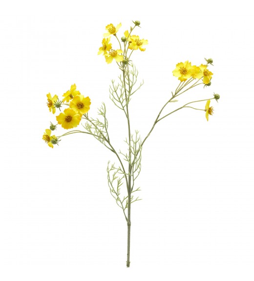 Fiore di Cosmos Giallo - EDG