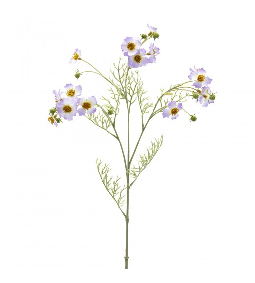 Fiore di Cosmos Lavanda - EDG