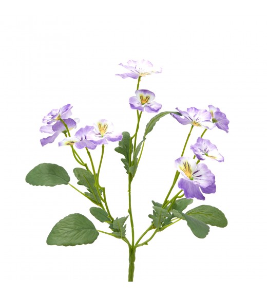 Cespuglio di Pansè Violetto H35 - EDG 