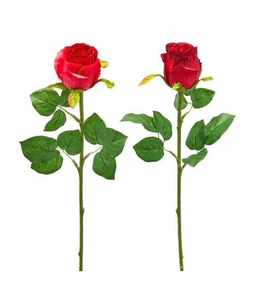 Fiori di Rosa Bocciolo Olis Rosso 2COL/ASS H51 - EDG 