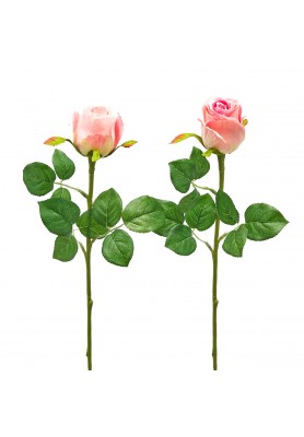 Fiori di Rosa Bocciolo Olis Rosa 2COL/ASS H51 - EDG 