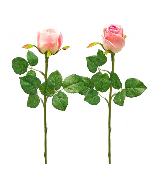 Fiori di Rosa Bocciolo Olis Rosa 2COL/ASS H51 - EDG 