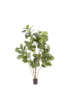 Pianta Artificiale Ficus Lyrata H152 -  EDG 