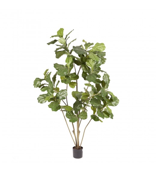 Pianta Artificiale Ficus Lyrata H152 -  EDG 
