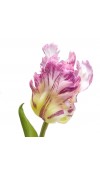 Tulipano Parrot 3 Fiori H51cm Viola - EDG 