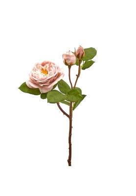 Fiore di Rosa Decò Rex Rosa - EDG
