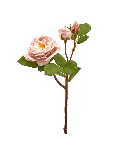 Fiore di Rosa Decò Rex Rosa - EDG