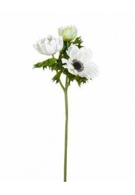 Fiore di Anemone Bianco - EDG
