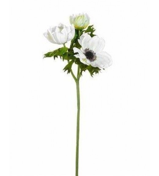 Fiore di Anemone Bianco - EDG