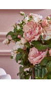 Fiore di Rosa Inglese Superior Rosa H55 - EDG