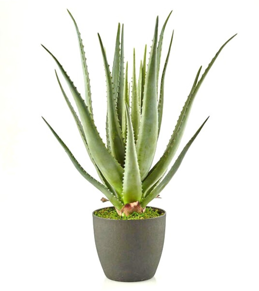 Pianta Artificiale Aloe Chic EDG - Linea Green