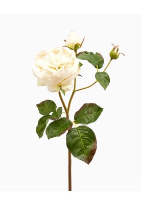 Fiore di Rosa Inglese Superior Avorio H55 - EDG 
