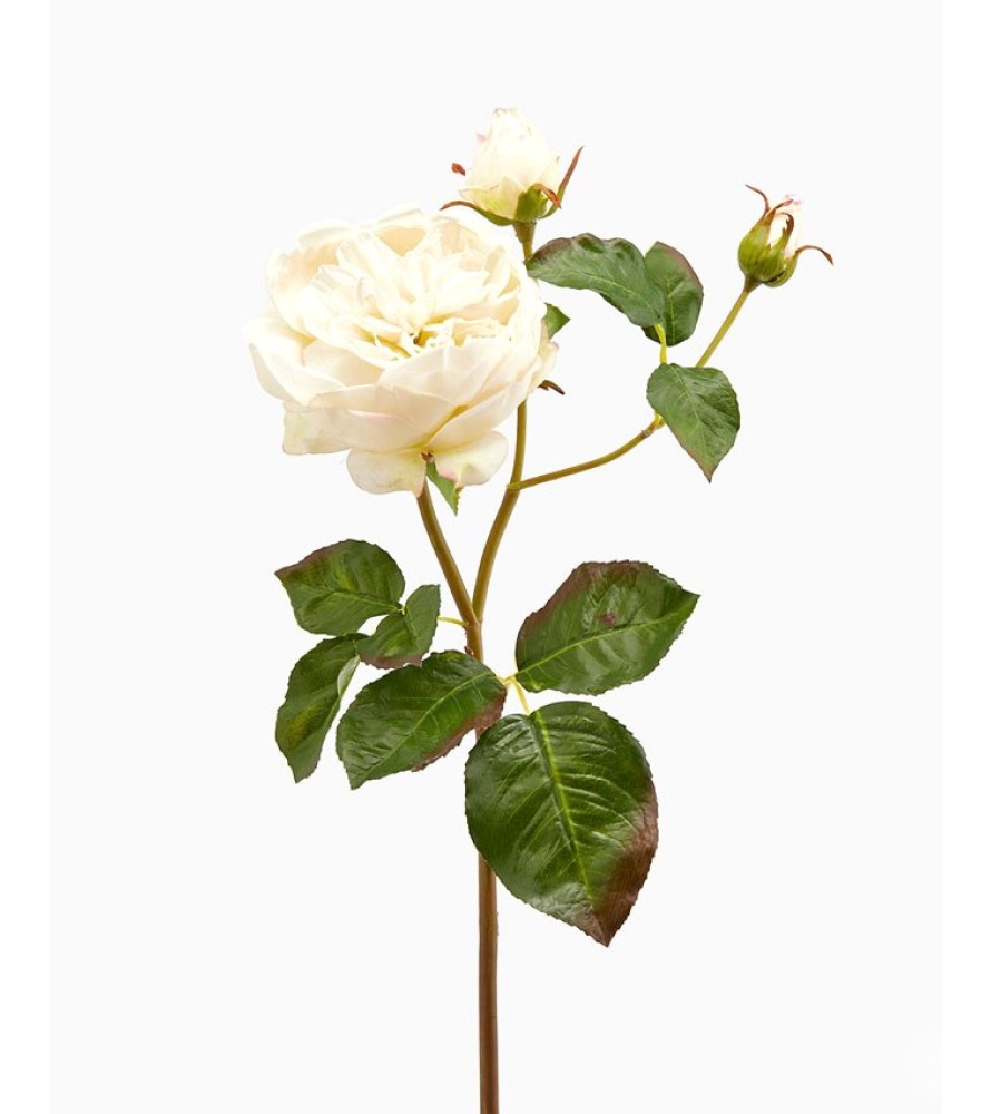 Fiore di Rosa Inglese Superior Avorio Artificiale EDG - Linea Flowers