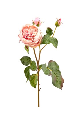 Fiore di Rosa Inglese Superior Rosa H55 - EDG