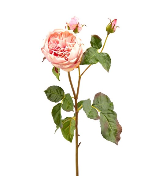 Fiore di Rosa Inglese Superior Rosa H55 - EDG